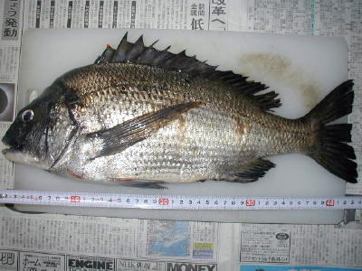 ���킼�[����̕��C�P���ځ��S�T�����A���ɂ�