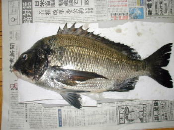 ���킼�[����̕��C�Q���ځ��S�V�����A���ɂ�