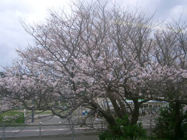 湯玉駅で満開の桜を見る