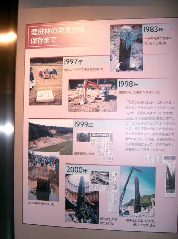 埋没林の発見から保存までの解説パネル