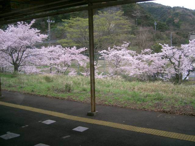 温泉津駅で見た満開の桜