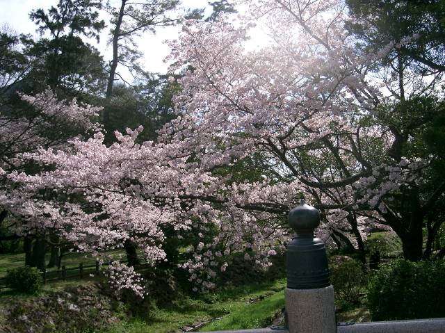 祓橋で見た満開の桜