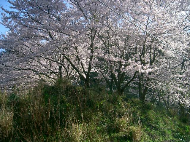 平田生活バス釜浦線の塩津郵便局ちかくで見た満開の桜