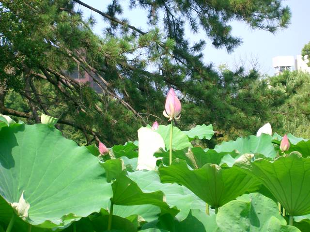 芙蓉沼のピンクの蓮のつぼみ