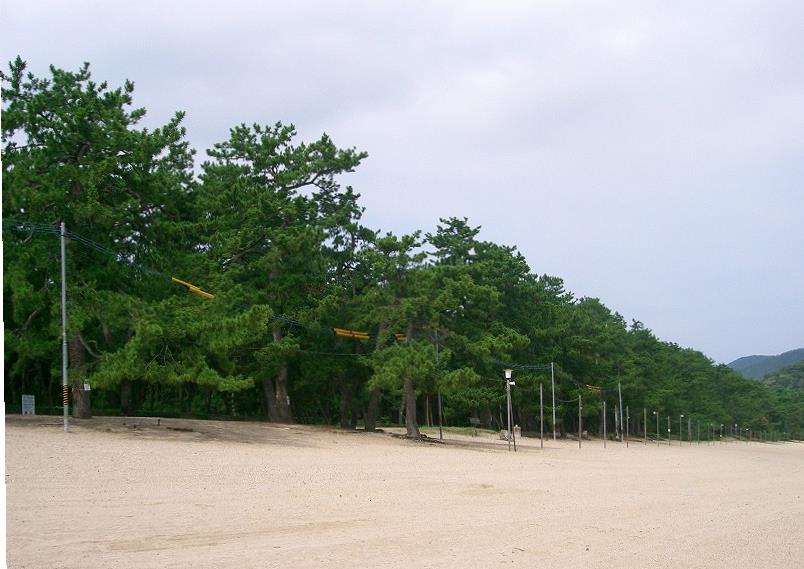 松原公園の砂浜と松林