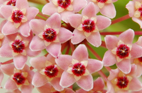 桜ラン