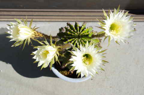 サボテン白花