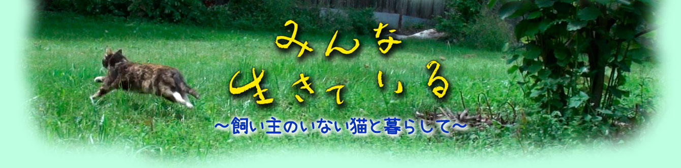 自主上映会について みんな生きている 飼い主のいない猫と暮らして