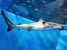 全長は3mほどにもなるサメで、水族館での展示はほとんど見ません。