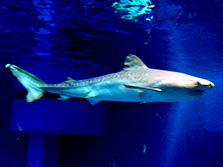 タイガーシャークの英名を持つサメで、かなり大型の種類です！