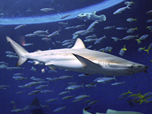 青銅色のサメという別名を持ち、かなり危険なサメと言われています。