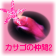 カサゴのページその2