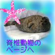 お魚以外の脊椎動物はこっち☆